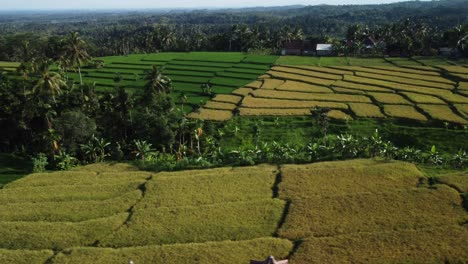 Aerial-Drone-Shot-Panning-Over-Paddy-Fields-in-Bali,-Indonesia