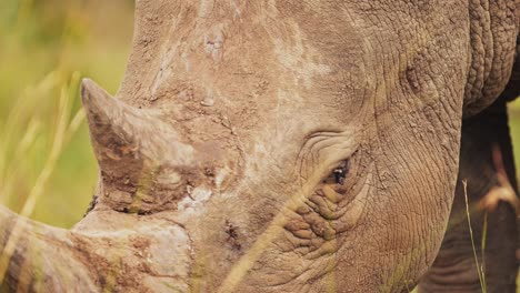 Slow-Motion-Shot-of-Rhino-closeup-detail-of-horn-and-eye-while-grazing-tall-grasslands-in-Masai-Mara-North-Conservancy,-African-Wildlife-in-Maasai-Mara-National-Reserve,-Kenya