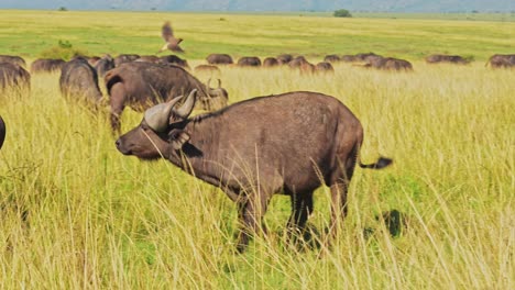 Slow-Motion-of-African-Buffalo-Herd,-Africa-Animals-on-Wildlife-Safari-in-Masai-Mara-in-Kenya-at-Maasai-Mara-National-Reserve,-Nature-Shot-in-Savannah-Plains-and-Long-Tall-Grass-Scenery