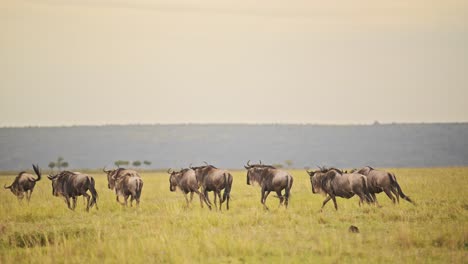 Zeitlupe-Einer-Gnuherde,-Die-In-Der-Savanne,-Masai-Mara,-Läuft.-Afrikanische-Wildtiersafaritiere-In-Der-Savannenlandschaft-In-Kenia,-Afrika-In-Der-Masai-Mara-Während-Der-Großen-Wanderung
