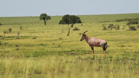 Topi-En-El-Desierto-Africano-Abierto,-Sabana-Vacía-Con-Vida-Silvestre-Africana-Solitaria-En-La-Reserva-Nacional-Masai-Mara,-Kenia,-Animales-De-Safari-Africanos-En-La-Conservación-Del-Norte-De-Masai-Mara