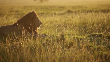 Männlicher-Löwe,-Afrikanische-Tierwelt-Im-Wunderschönen-Sonnenaufgangssonnenlicht,-Tier-In-Der-Savannenlandschaft-In-Langen-Gräsern-Im-Masai-Mara-Nationalreservat,-Kenia-Auf-Afrika-Safari-In-Der-Masai-Mara,-Warmes-Orangefarbenes-Sonnenlicht