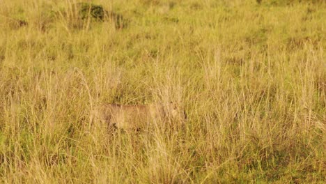 Zeitlupenaufnahme-Einer-Weiblichen-Löwin,-Die-Durch-Das-Hohe-Gras-Der-Afrikanischen-Savanne-Auf-Der-Jagd-Nach-Beute-Und-Raubtier-Im-Maasai-Mara-National-Reserve,-Kenia,-Streift