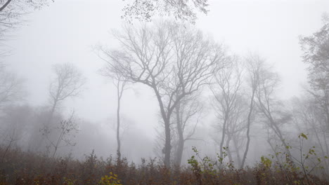 Panoramabild-Des-Spätherbstes-In-Einem-Laubwald-Mit-Hohen,-Blattlosen-Bäumen,-Eingehüllt-In-Mystischen-Nebel