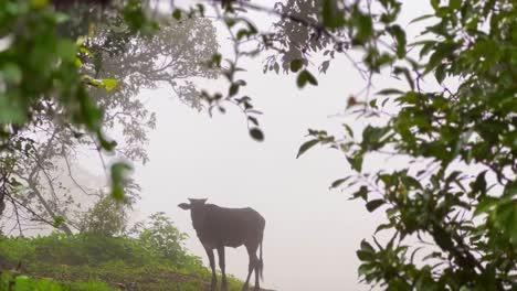 wild-buffalo-as-they-brave-freezing-temperatures