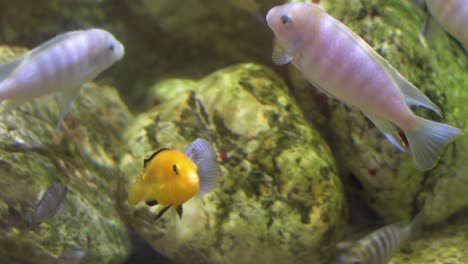 Several-ornamental-albino-fish-with-black-stripes-swim-calmly-underwater