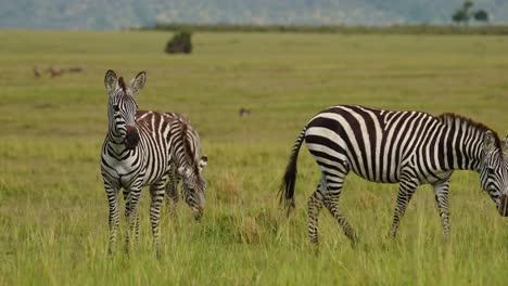 Herd-of-Zebras-close-up-details-grazing-on-grasses-of-lush-African-savannah,-Wildlife-in-Maasai-Mara-National-Reserve,-Kenya,-Africa-Safari-Animals-in-Masai-Mara-North-Conservancy