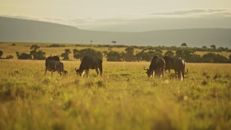 Manada-De-ñus-Pastando-Hierba-En-África-Paisaje-De-Llanuras-De-Sabana,-Animales-Salvajes-De-Safari-Africano-Masai-Mara-En-La-Sabana-Masai-Mara-En-La-Hermosa-Luz-Del-Atardecer-De-La-Hora-Dorada-En-Kenia