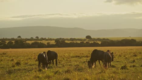 Cámara-Lenta-De-La-Vida-Silvestre-De-África,-Pasto-De-Pastoreo-De-ñus-En-El-Paisaje-De-Las-Llanuras-De-La-Sabana-Africana,-Animales-De-Safari-Masai-Mara-En-La-Sabana-Masai-Mara-En-La-Hermosa-Luz-De-La-Hora-Dorada-En-Kenia