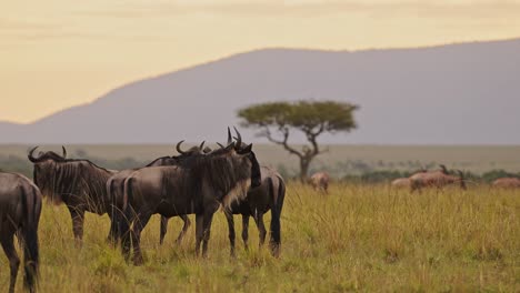 Cámara-Lenta-De-ñus-Pastando-En-El-Paisaje-De-Las-Llanuras-De-Sabana-En-África,-Animales-Salvajes-De-Safari-Masai-Mara-En-La-Sabana-De-Pastizales,-Gran-Migración-De-Masai-Mara-A-Serengeti