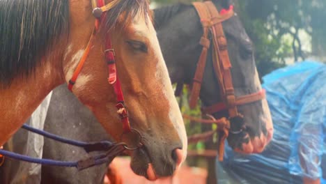 Siente-La-Euforia-Cuando-Un-Poderoso-Caballo-Emprende-Una-Carrera-Larga-Y-Majestuosa,-Su-Aliento-Visible-En-El-Aire-Fresco.