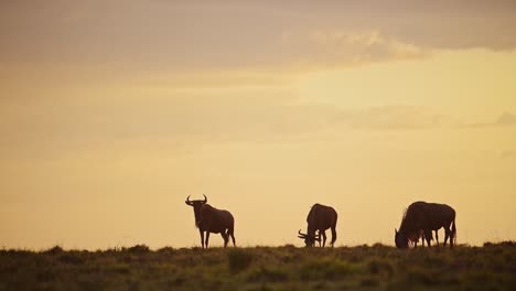 Slow-Motion-of-Africa-Wildlife,-Wildebeest-Herd-Under-Big-Dramatic-Beautiful-Orange-Sunset-Stormy-Storm-Clouds-and-Sky-in-Maasai-Mara-Savannah,-Kenya,-African-Masai-Mara-Safari-Animals