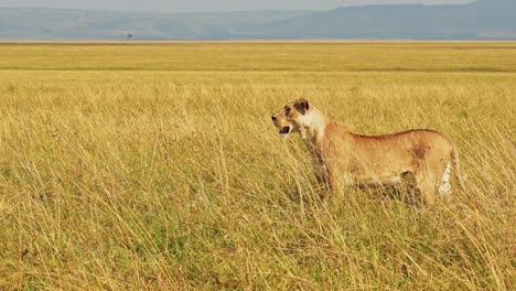Slow-Motion-of-Lion-in-Masai-Mara,-Lioness-Hunting-in-Long-Tall-Grass,-Africa-Animals-on-Wildlife-Safari-in-Savannah-Grassland-in-Maasai-Mara-in-Kenya,-Close-Up-Shot-in-Savanna-Plains-and-Grasses