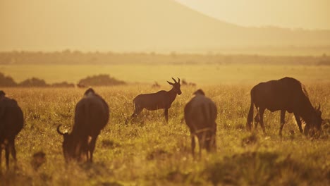 Zeitlupe-Afrikanischer-Safari-Tiere-Bei-Sonnenuntergang,-Viele-Afrikanische-Wildtiere-In-Einer-Herde-In-Wunderschönem-Orangefarbenem,-Goldenem-Sonnenlicht-Im-Maasai-Mara-Ökosystem-In-Kenia-Bei-Sonnenaufgang-In-Der-Savanne