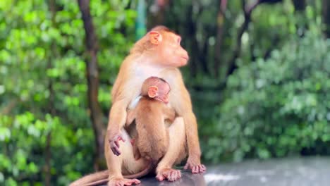 Un-Tierno-Retrato-De-La-Maternidad-En-El-Reino-Animal:-Una-Mona-Acuna-Tiernamente-A-Su-Precioso-Bebé-En-Estas-Escenas-íntimas