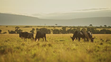 Slow-Motion-of-Wildebeest-Grazing-in-Africa-Savannah-Plains-Landscape-Scenery,-Masai-Mara-Safari-Wildlife-Animals,-Great-Migration-from-Masai-Mara-to-Serengeti-in-Beautiful-Golden-Hour-Sunset-Light