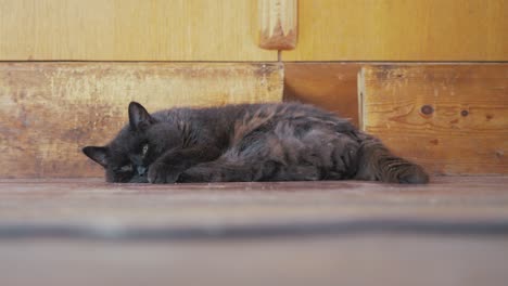 Eine-Reife-Schwarze-Katze,-Die-Sich-Auf-Dem-Boden-Ausdehnt