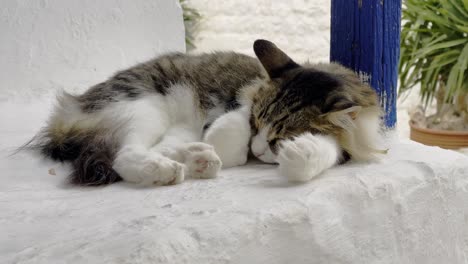 Cat-sleeping-on-porch-in-Hydra-island,-Greece