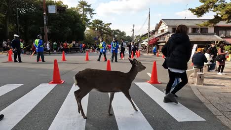 Nara-deer-roam-free-in-Nara-Park