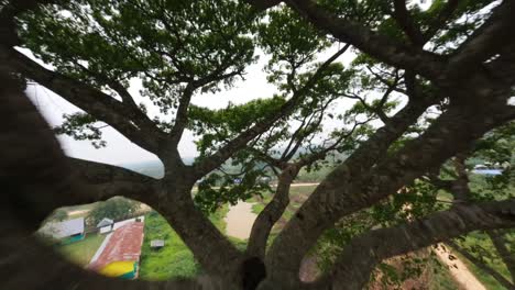 Volando-Un-Drone-Fpv-Cinewhoop-Con-Una-Cámara-De-Acción-Gopro-Hero-10-Black-A-Través-De-Un-árbol-Mapajo-En-La-Cuenca-Del-Amazonas-Boliviano