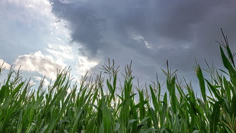 Timelapse-of-cornfield-as-dark-clouds-roll-in