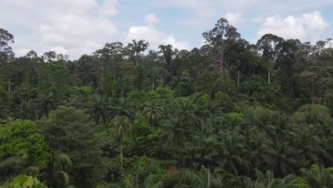 Luftaufnahme-Des-Sepok-Dschungels