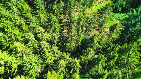 Eagle-eye-view-aerial-shot-of-lush-green-forest-4k