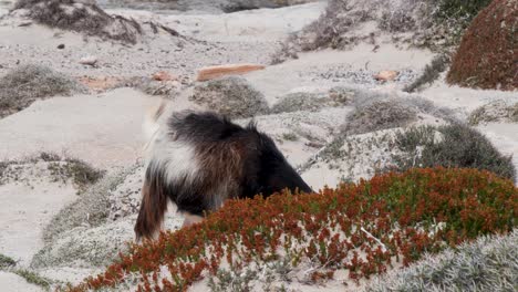 Goat-grazing-and-feeding-Balos-Beach