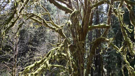 Lush-canopy,-mossy-giant,-Washington-rainforest,-aerial-Dolly-Tracking-back