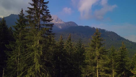 El-Impresionante-Bosque-De-Pinos,-Vívidamente-Capturado-Por-Un-Dron,-Se-Ve-Realzado-Aún-Más-Por-Las-Magníficas-Cadenas-Montañosas-Y-Las-Prístinas-Nubes-Blancas-Contra-El-Cielo-Azul.