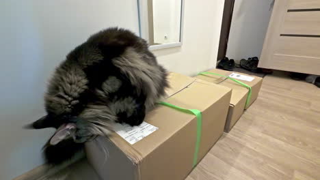 Maine-Coon-house-cat-checking-delivery-packages