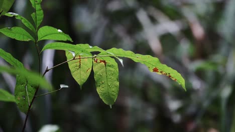 A-wet-and-moody-morning-in-the-Jungle