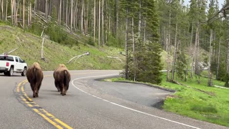 Bisons-Teilen-Sich-Die-Straße-Mit-Autos-Im-Yellowstone-Nationalpark