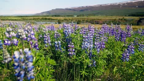 Campo-De-Flores-De-Color-Púrpura,-Holtasoley,-Nativa-De-Islandia,-Toma-Panorámica