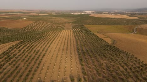 Luftaufnahme-Des-Andalusischen-Ackerlandes-Mit-Olivenbäumen-Und-Getreide-Bei-Sonnenaufgang