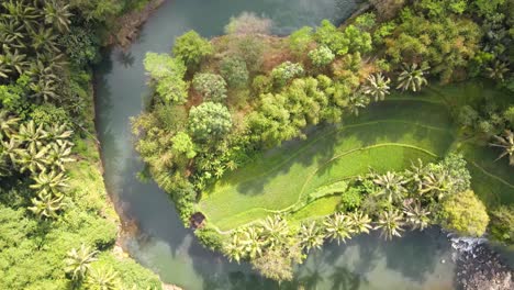 Overhead-drone-shot-of-curve-of-riverbank-with-turquoise-water-stream-with-trees-and-plantation-on-the-side---4K-aerial-view