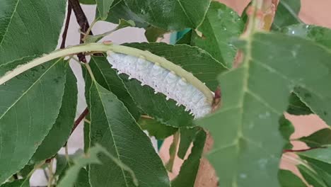 Close-up-shot-of-caterpillar-climbing-cherry-tree-branch
