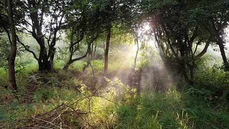 Ätherische-Neblige,-Rauchige-Sonnenstrahlen,-Die-Durch-Frühmorgendliche-Sonnenaufgangswaldbäume-Strahlen