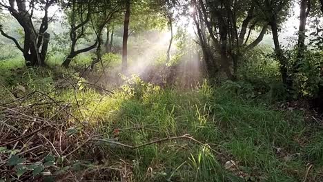 Misty-smoky-sunrays-beaming-through-early-morning-sunrise-woodland-trees