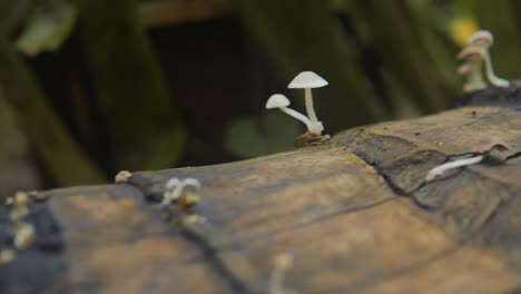 Rolling-Shot-Over-Wild-Mushrooms-Blooming-On-Tree-Log