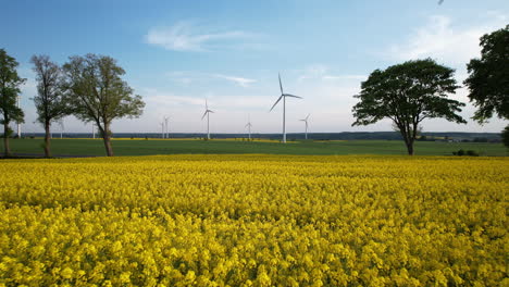 Car-Driving-Through-Blooming-Yellow-Rapeseed-Canola-Field-with-Energy-Producing-Wind-Turbines-in-Backdrop-in-Poland-Countryside---Aerial-low-angle-push-back