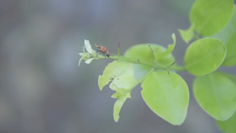 Slow-motion-shot-of-a-small-insect-hanging-onto-a-swaying-tree-branch