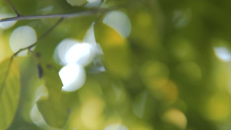 Flacher-Fokus-Des-Sonnenlichts,-Das-Durch-Frische-Grüne-Blätter-Scheint
