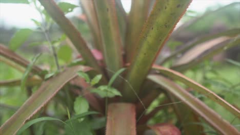 Nahaufnahme-Einer-Aloevera-Pflanze-Mit-Anderen-Pflanzenteilen,-Gemischt-In-Einer-Indischen-Regenwaldfarm