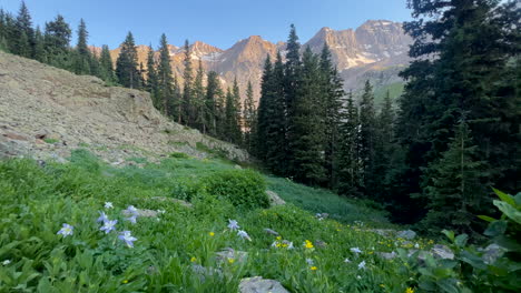 Cinematic-aerial-drone-Columbine-wildflowers-alpine-sunset-at-Blue-Lakes-Colorado-Mount-Sniffels-Dallas-Peaks-Wilderness-snow-14er-peak-purple-Ridgway-Telluride-Ouray-Silverton-hike-slow-slider-left