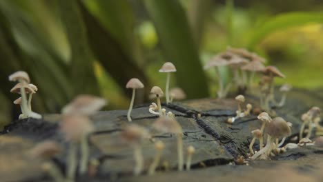 Amazing-Shot-Of-Wild-Mushrooms-Blooming-On-Tree-Log