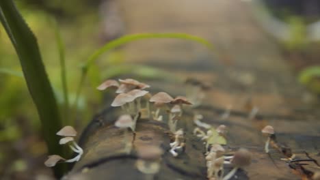 Slider-Shot-Of-Wild-Mushrooms-Vivid-On-Tree-Log