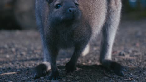 Wallaby-Auf-Der-Suche-Nach-Nahrung-Auf-Dem-Boden