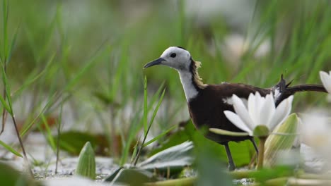 closeup-shot-of-Pheasant-tailed-Jacana-with-Flowers