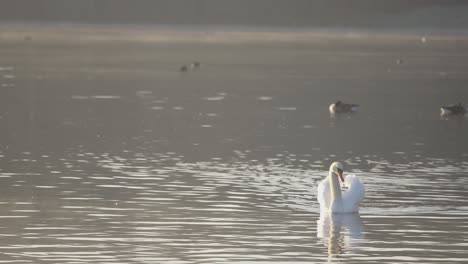 Swan-on-water-coming-towards-the-camera-in-slow-motion